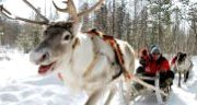 voyage laponie finlande ferme de rennes traineau de rennes 2021 2022